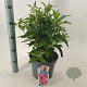 Buddleja d. B. Candy Little Cerise 30-40 cm 5,0L