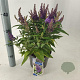 Buddleja d. B. Candy Little Lila 30-35 cm 3,0L