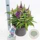 Buddleja d. B. Candy Little Lila 30-40 cm 5,0L