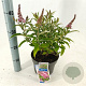 Buddleja d. B. Candy Little Pink 30-35 cm 3,0L