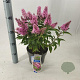 Buddleja d. B. Candy Little Pink 30-35 cm 3,0L