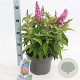 Buddleja d. B. Candy Little Pink 30-40 cm 5,0L