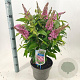 Buddleja d. B. Candy Little Pink 30-40 cm 5,0L