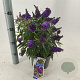 Buddleja d. B. Candy Little Purple 30-35 cm 3,0L