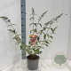 Buddleja weyer. 'Flower Power' 30-40 cm 3,0L