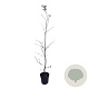 Carpinus betulus 100-125 cm 4,5L