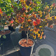 Cercis can. 'Forest Pansy' 80-100 cm 15L