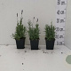 Lavandula ang. 'Hidcote' GM P9