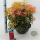 Pieris 'Forest Flame' 30-40 cm 10L