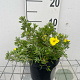 Potentilla f. 'Kobold' GM C1.3