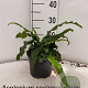 Asplenium scolopendrium 20-25 cm 2,0L