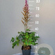Astilbe c. 'Pumila' GM 2,0L