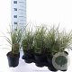 Calamagrostis acut. 'Overdam' 30-40 cm 2,5L