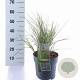Calamagrostis acut. 'Overdam' 60-70 cm 6,5L