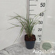 Calamagrostis acut. 'Overdam' GM 2,0L