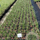 Calamagrostis acut. 'Overdam' GM 2,0L