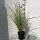 Calamagrostis acut. 'Overdam' GM 2,0L