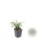 Liriope muscari 'Monroe White' GM P9