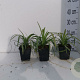 Liriope muscari 'Monroe White' GM P9