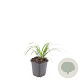Liriope muscari 'Monroe White' GM P9