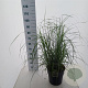 Miscanthus sin. 'Herman Mussel' 70-90 cm 12L