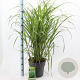 Miscanthus sin. 'Zebrinus' 60-100 cm 12L