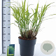 Miscanthus sin. 'Zebrinus' 60-100 cm 12L