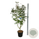 Acer Arctic Jade 170-200 cm cont. 55L extra