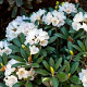 Rhododendron (Y) 'Schneewolke' 30-40 cm 5,0L