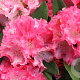 Rhododendron (Y) 'Tina Heinje' 90 cm stam 7,5L