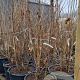 Corylus avellana 225-250 cm cont. 110L najaarspotting