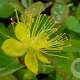 Hypericum i. 'Autumn Blaze' GM C1.3