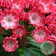 Kalmia lat. 'Beacon' 25-30 cm 4,0L