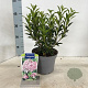 Kalmia lat. 'Tiddlywinks' 25-30 cm 3,0L
