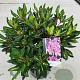 Rhododendron 'Goldflimmer' 30-40 cm 5,0L