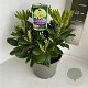 Rhododendron yakushimanum 25-30 cm 5,0L