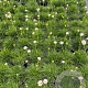 Armeria mar. 'Alba' GM 2,0L