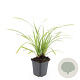 Carex morrowii 'Ice Dance' GM P9