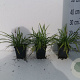 Liriope muscari 'Big Blue' GM P9