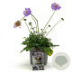 Scabiosa col. 'Butterfly Blue' GM 2,0L