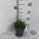 Scabiosa col. 'Butterfly Blue' GM 2,0L