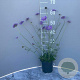 Scabiosa col. 'Butterfly Blue' GM 2,0L