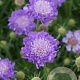 Scabiosa col. 'Mariposa Blue' GM 2,0L