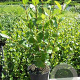 Aronia prunifolia 'Viking' 50-60 cm 3,0L