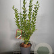 Ligustrum ovalifolium 60-80 cm 3,0L