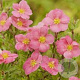 Potentilla f. Pink Paradise 25-30 cm 3,0L