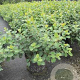 Spiraea betulifolia 'Tor' 25-30 cm 3,0L