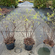 Spiraea cinerea 'Grefsheim' 50-60 cm 3,0L