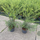 Spiraea cinerea 'Grefsheim' 50-60 cm 3,0L