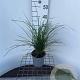 Deschampsia cesp. 'Goldtau' 30-40 cm 2,5L